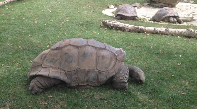 Going Fast Can Be Slow