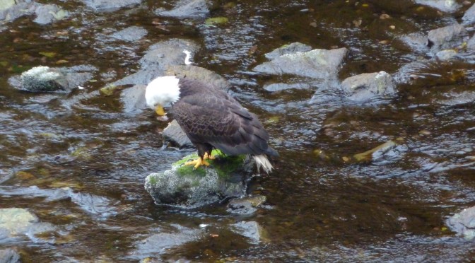 A Running Wish From Alaska